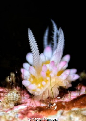Bubble gum nudibranch 
Candlinela Ornatissima 
Setting ... by Magali Marquez 